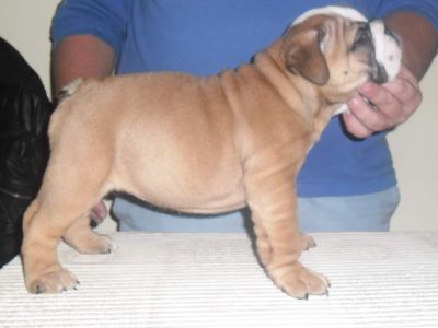 Vand pui Bulldog Englez cu perdigree