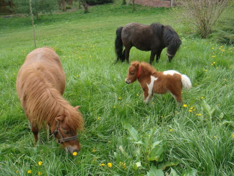 Ingrijitori la ferme de ponei in Germania 1700 euro