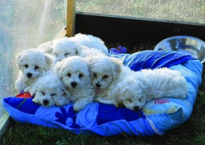 Bichoni frise impecabili, parinti cu pedigree, super oferta!