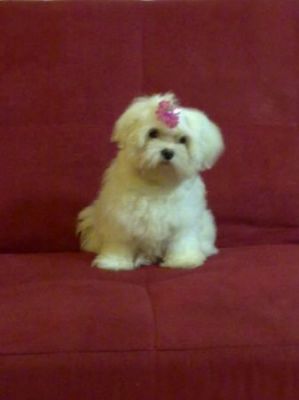 Vand pui bichon maltez albi talie minii
