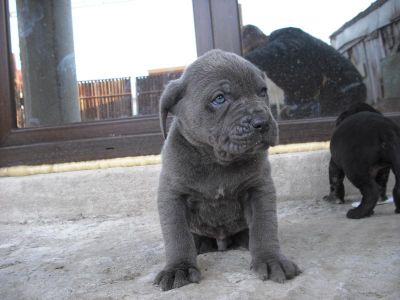 VAND CANE CORSO