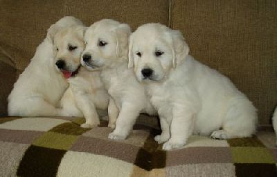 Catei Golden Retriever superbi