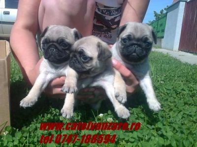 Vindem catei  Mops pug Baieti si fete