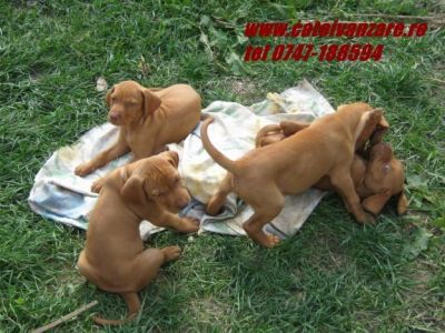  oferim catei spre vanzare  Vizsla Maghira 