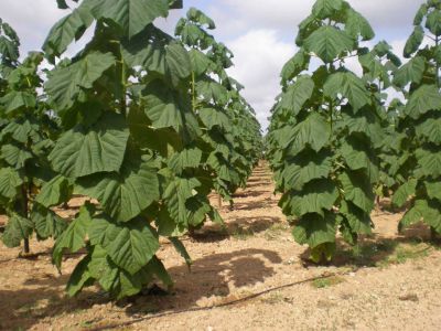 plante de paulownia