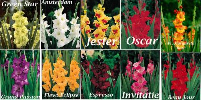 Vand bulbi de gladiole   www.vekygarden.ro