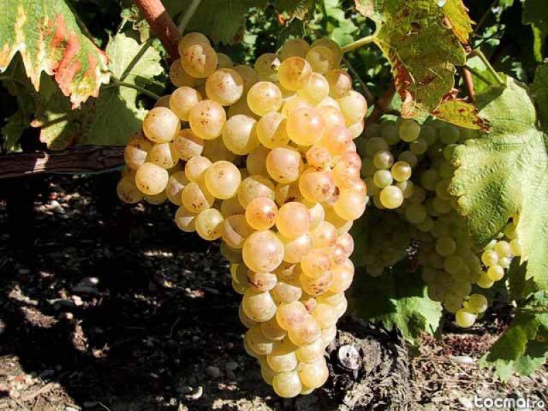 Vand Struguri de Masa si de Vin, Productie 2014 - Podgoriile Husilor