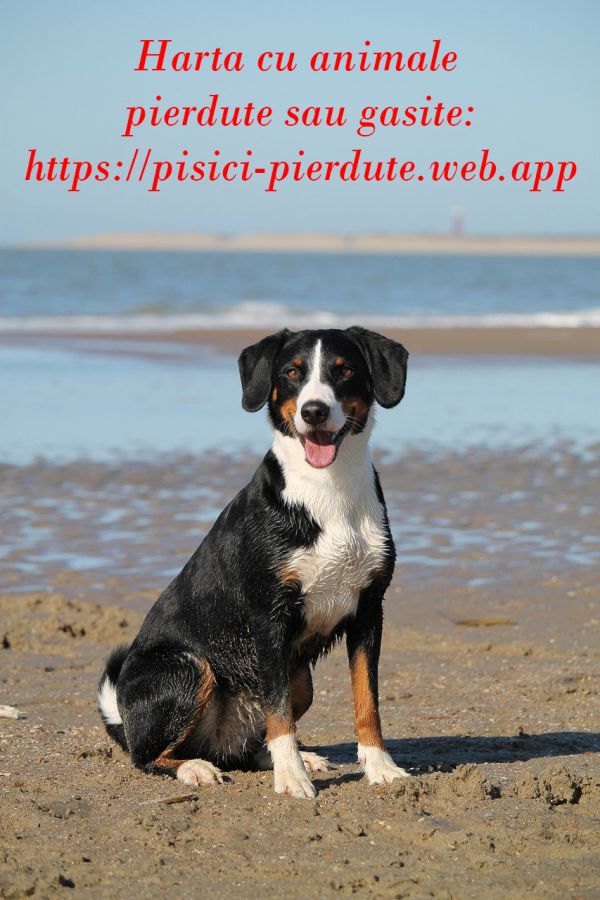 Harta cu animalute pierdute sau gasite