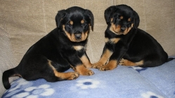 Rottweiler