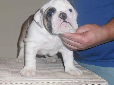 Vand pui Bulldog Englez cu perdigree