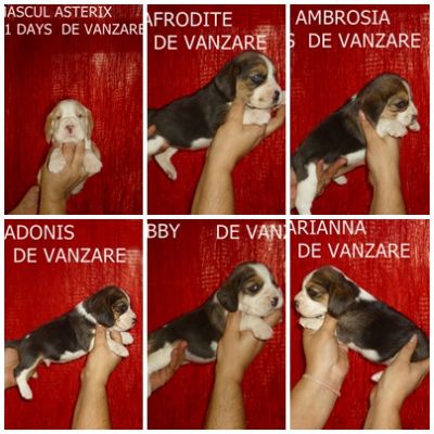 Catei Beagle cu Pedigree tip A de vanzare