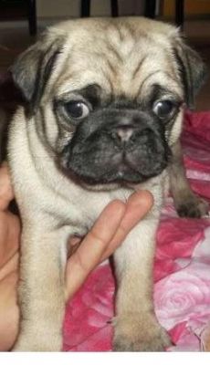 Mops  .cu Pasaport,microcip