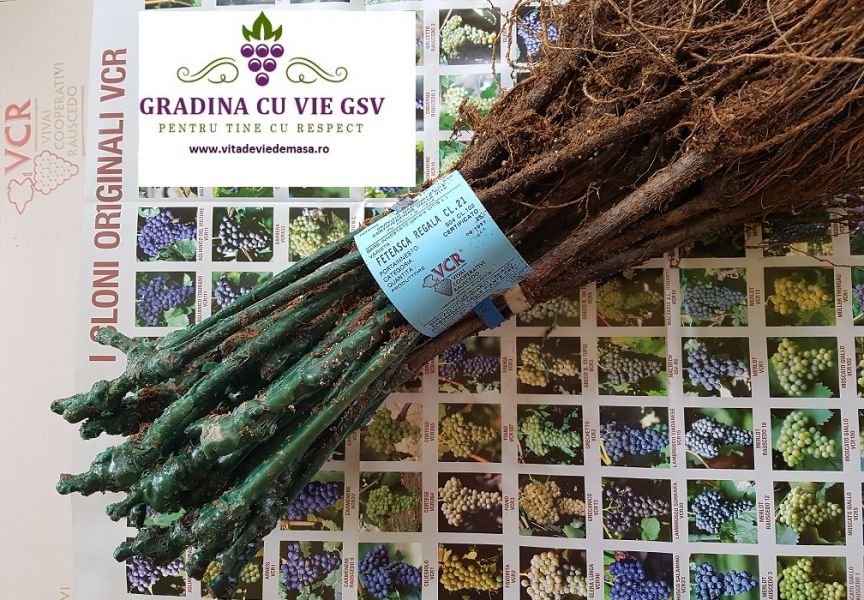 Butasi de vie Feteasca Regala la Gradina cu vie GSV