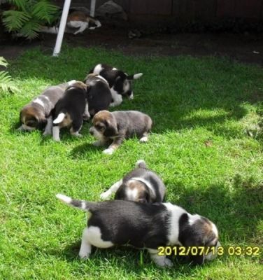 Vand catei  Beagle  tricolori si bicolori 