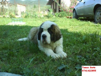 Vand catei saint bernard cu pedigree