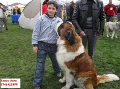 Va nd catei saint bernard cu pedigree