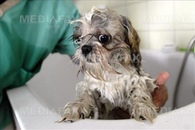 Curs Toaletaj Canin , cosmetica canina, coafor canin,grormmer