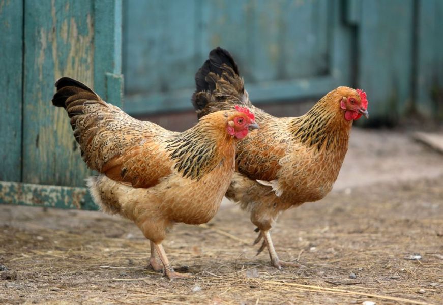 Germanai munca in ferma de pasari 