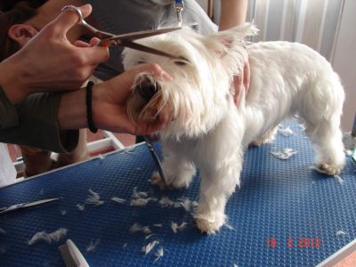 Curs Cosmetica Canina , Curs de coafor canin,toaletaj canin