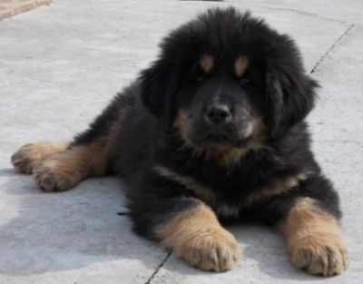 vand catei mastiff tibetan