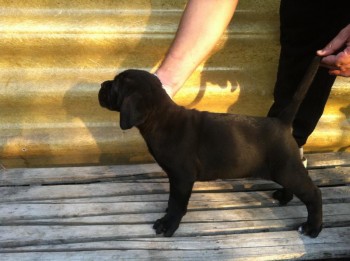 Catei Cane Corso cu pedigree