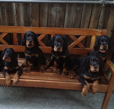 VAND PUI DE SETTER GORDON
