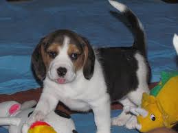 Beagle