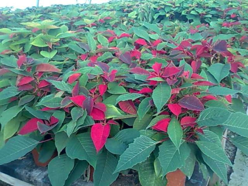 Craciunite XXL la preturi de producator