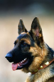 Cursuri Coafor Canin Cluj Napoca,Curs Cosmetica Canina Cluj,Curs De Frizerie Canina Cluj