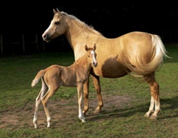 Ingrijit animale Italia