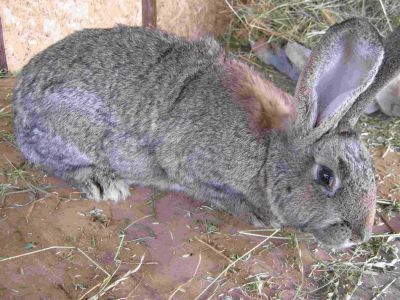 Iepuri mari Uriasi belgian marele belgian iepuri de rasa