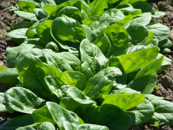 Agricultura - cules spanac in sere, 1400-1600 Euro