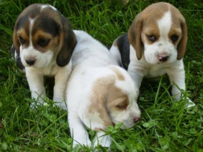 Beagle  bicolor sau tricolor   600 ron 