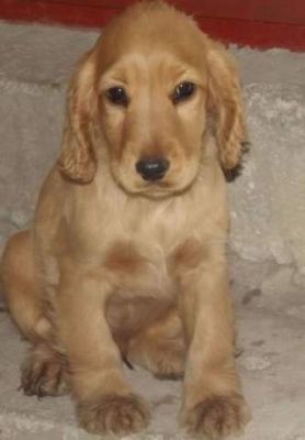 catei Cocker spaniel cu carnet de sanatate la zi