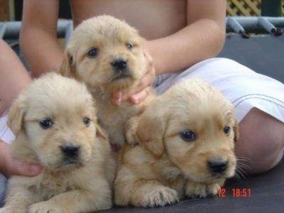 catelusi din rasa Golden rettriewer si Labrador rettrier