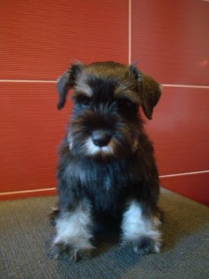 vind  schnauzer pitic negru argintiu  femela 2,5 luni