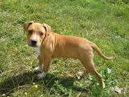 Vand pui de Amstaff