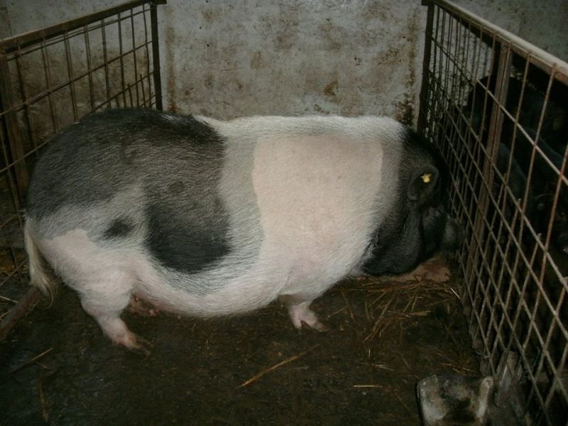  Vindem purcei si porci vietnamezi, pasari de tara