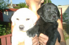 Pui labradori