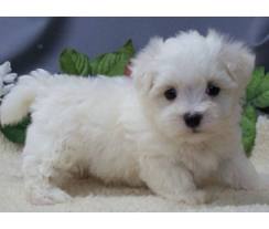 Bichon Maltez