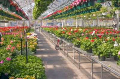 Sera de flori 1400 eur