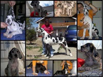 Vand Pui dog german negru - arlechin - marmorat