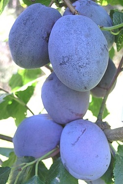 PEPINIERA POMICOLA - Livram material saditor certificat, autohton din toate speciile