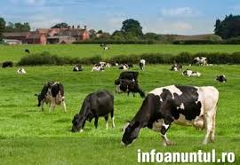 Agricultura Germania si Italia