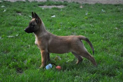 Catei malinois