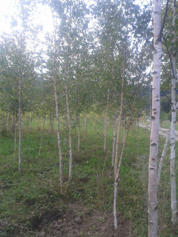 Vand din pepiniera proprie puieti de: