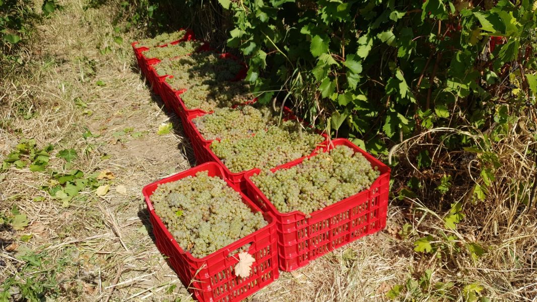 Struguri de Vin Premium Productie 2025 - Calitate din Vrancea