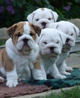 Vand pui Bulldog Englez