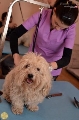 Cursuri Coafor Canin Giurgiu