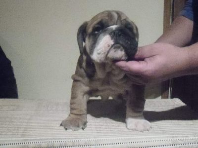 Vand pui Bulldog Englez cu pedigree